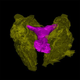 A computer reconstruction of a dolphin clitoris.